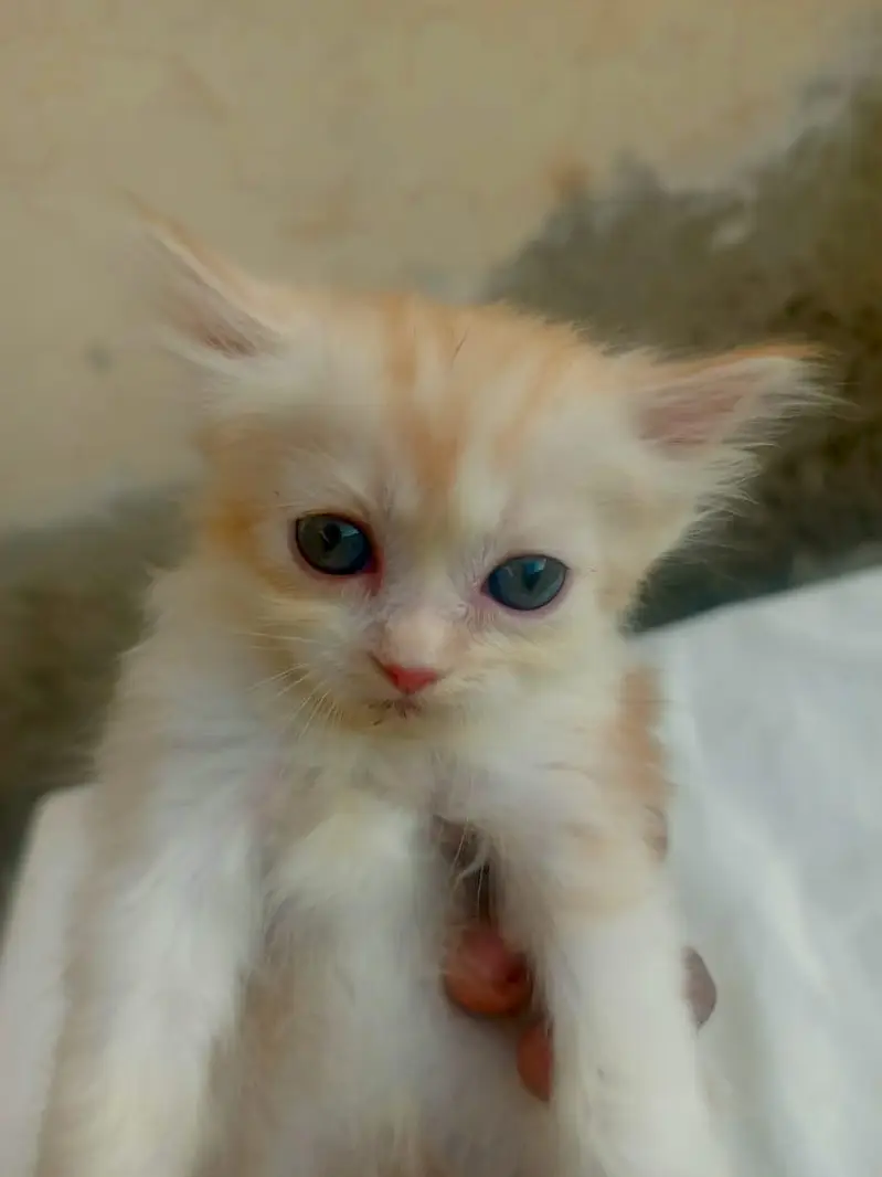 Mashallah 5 fluffy Persian kittens available baby blue eyes doll face — photo 8