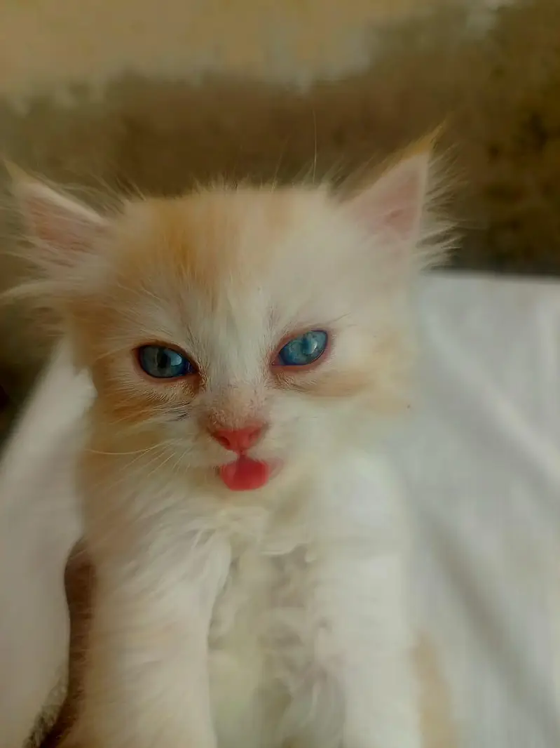 Mashallah 5 fluffy Persian kittens available baby blue eyes doll face — photo 9