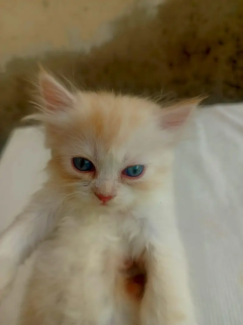 Mashallah 5 fluffy Persian kittens available baby blue eyes doll face — photo 10