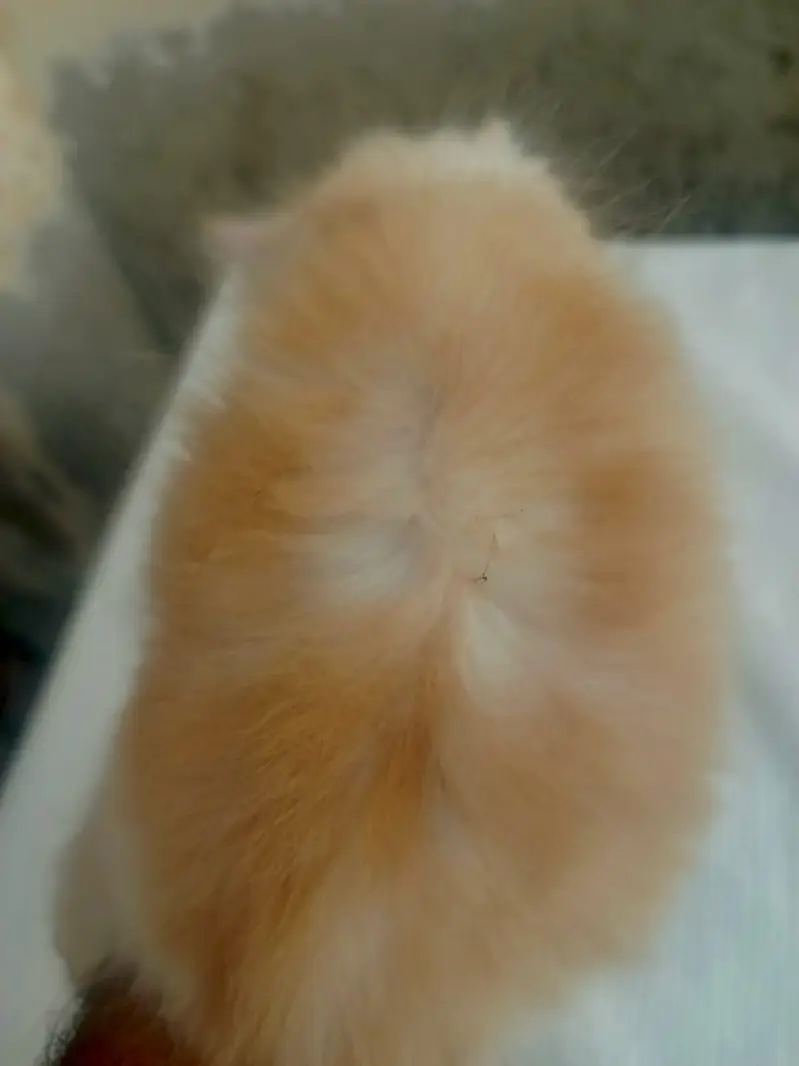 Mashallah 5 fluffy Persian kittens available baby blue eyes doll face — photo 11