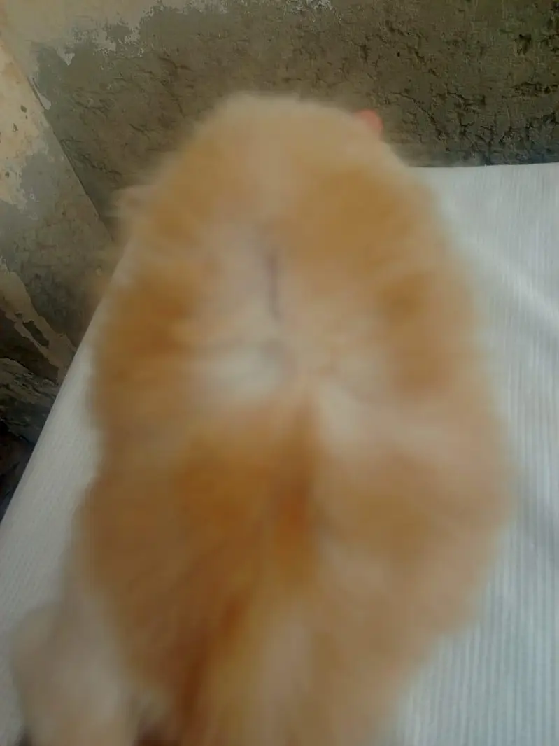 Mashallah 5 fluffy Persian kittens available baby blue eyes doll face — photo 12
