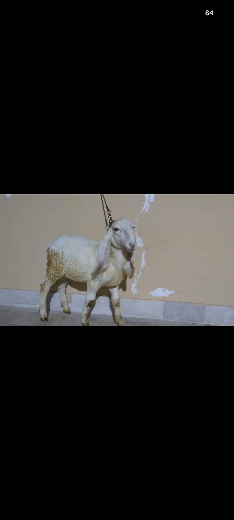 larkana dumba for sale age takriban 5 mahine contact 03373123229 — photo 4