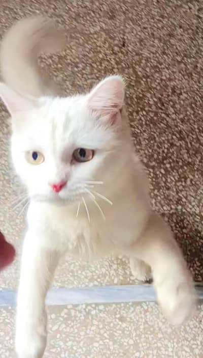 male cat for sale  15 months age