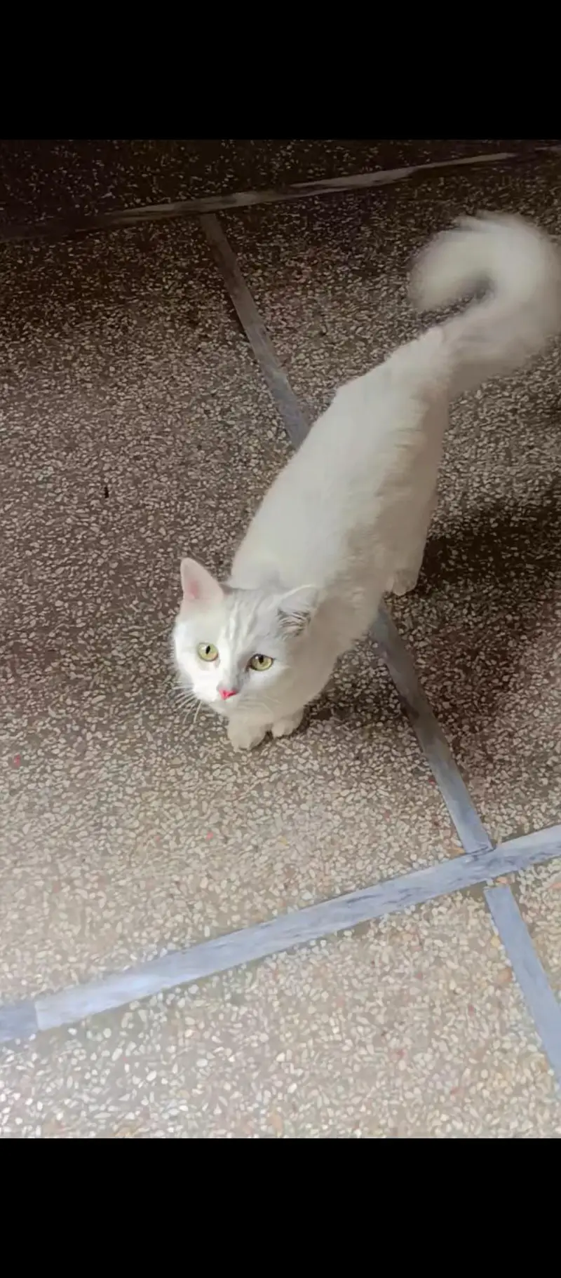 male cat for sale  15 months age — photo 2