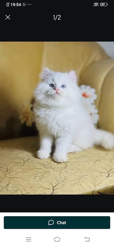 Persian cat for sale male or female my WhatsApp320=817=53=94