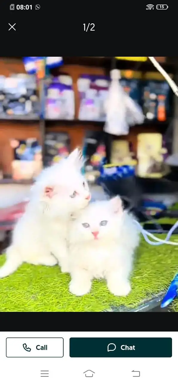 Persian cat for sale male or female my WhatsApp320=817=53=94 — photo 7