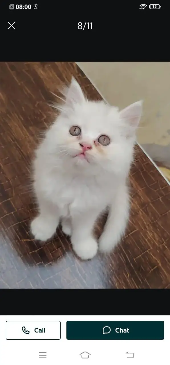 Persian cat for sale male or female my WhatsApp320=817=53=94 — photo 8