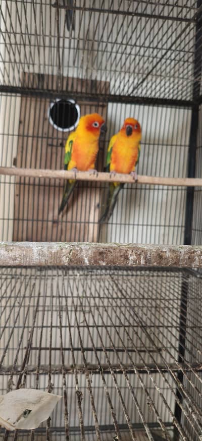 sunconure breeder pair with DNAavailable with history