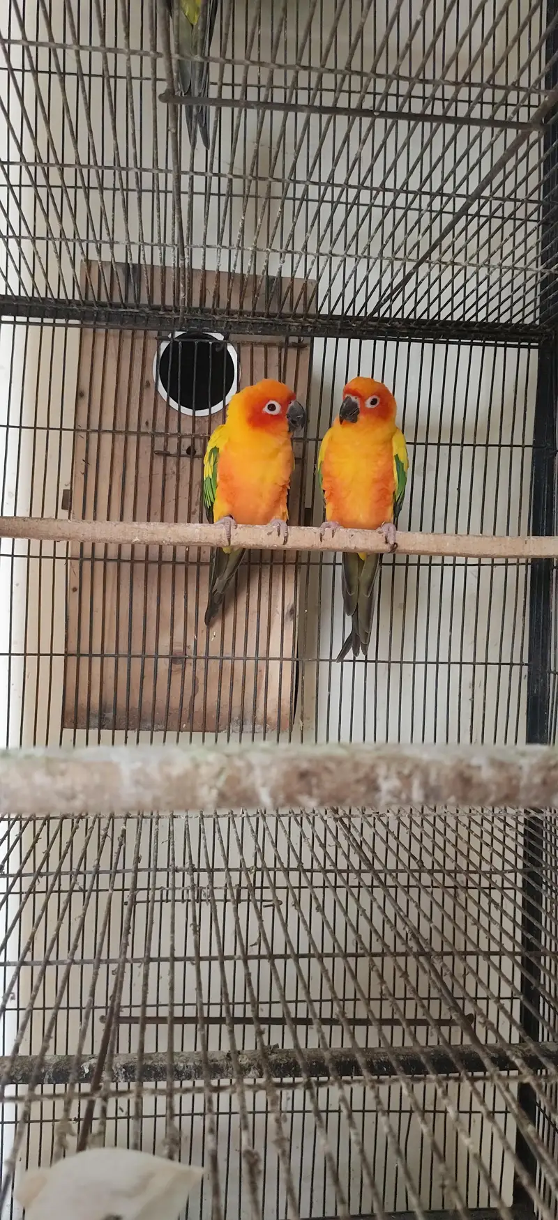 sunconure breeder pair with DNAavailable with history — photo 2