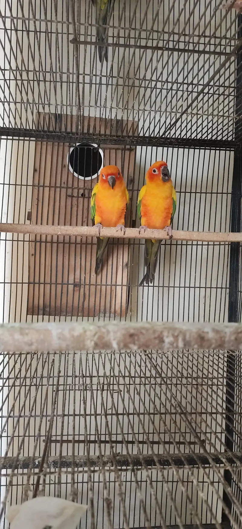 sunconure breeder pair with DNAavailable with history — photo 3