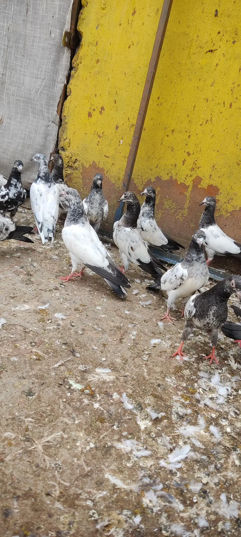 Baby pigeon for sale only 1500 pr