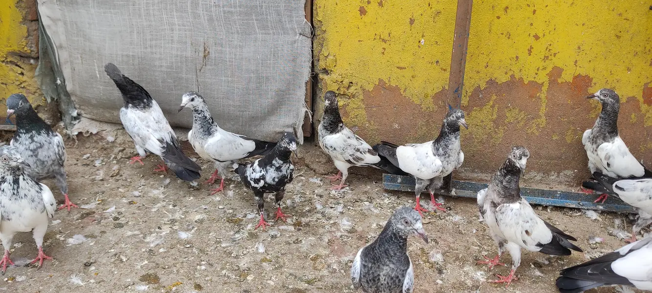 Baby pigeon for sale only 1500 pr — photo 2