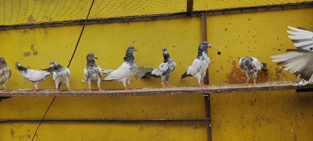 Baby pigeon for sale only 1500 pr — photo 5