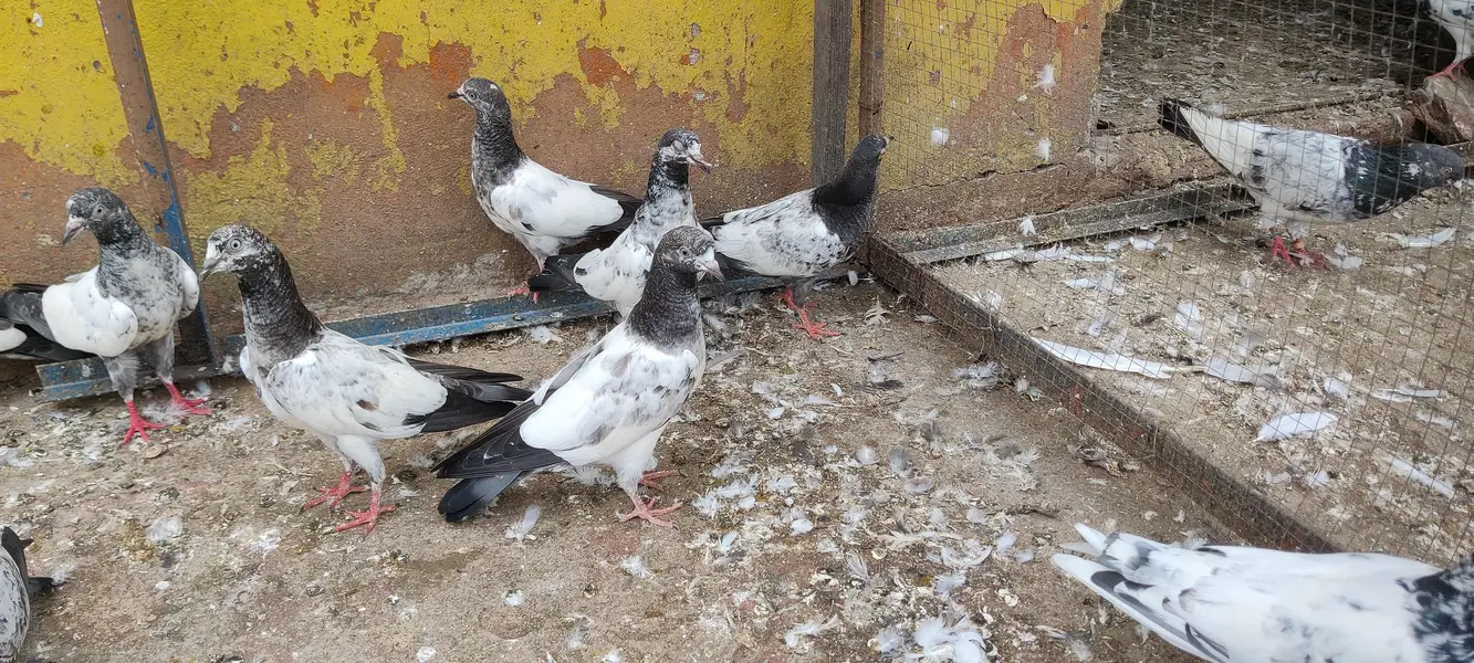 Baby pigeon for sale only 1500 pr — photo 7