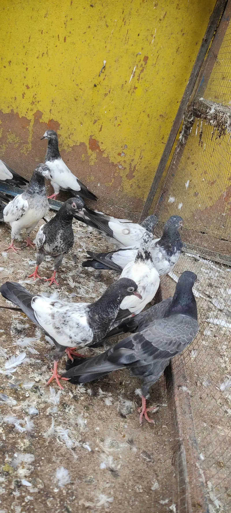 Baby pigeon for sale only 1500 pr — photo 8
