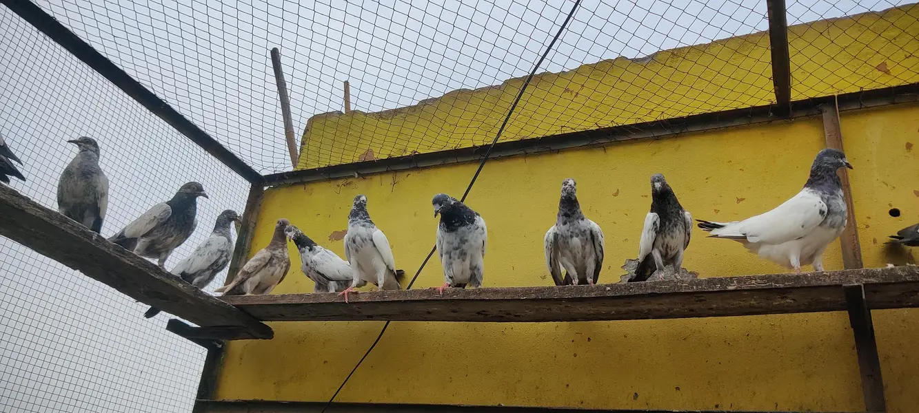 Baby pigeon for sale only 1500 pr — photo 10