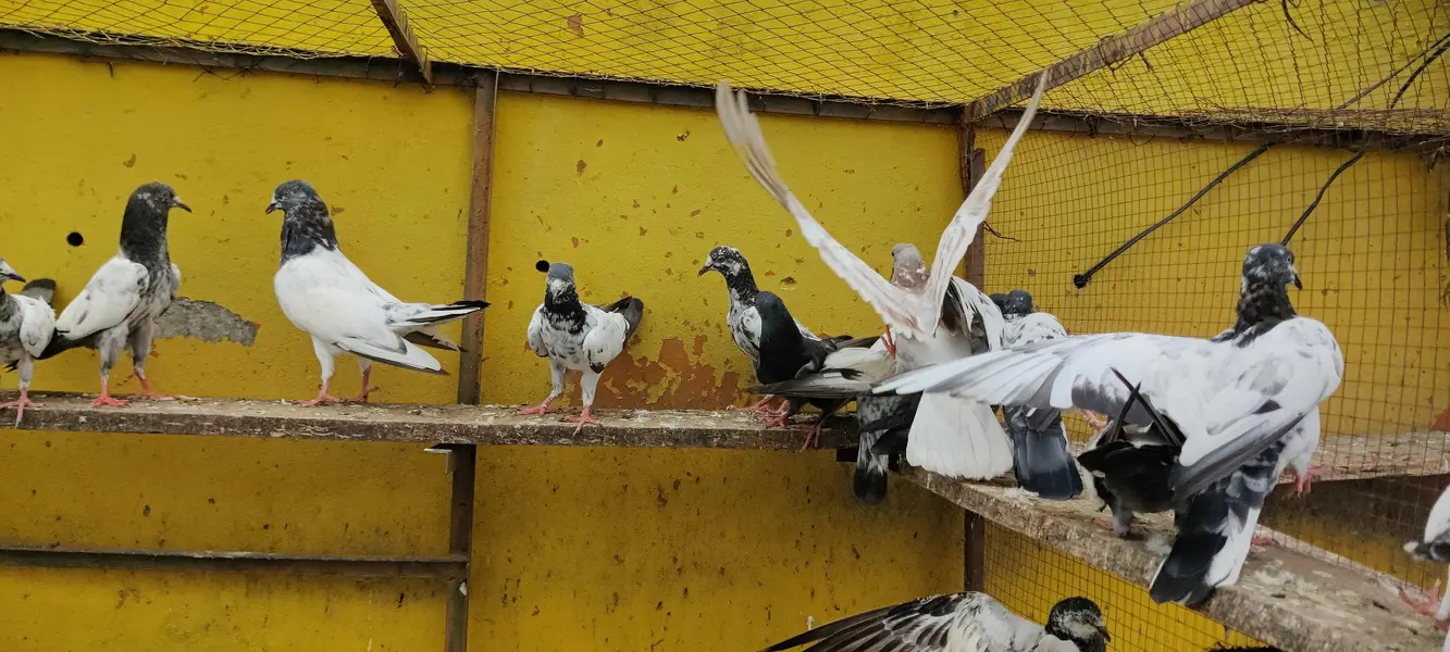 Baby pigeon for sale only 1500 pr — photo 11