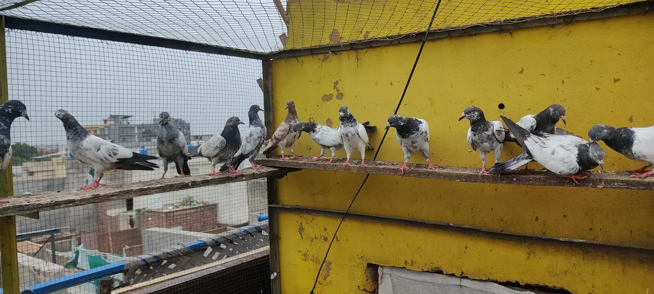 Baby pigeon for sale only 1500 pr — photo 12