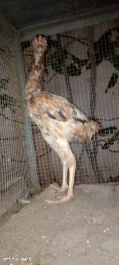 pure sindhi Aseel