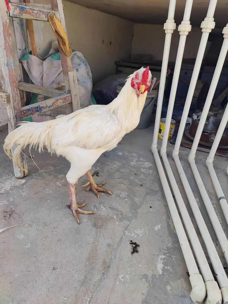 assel Heera murgha — photo 3