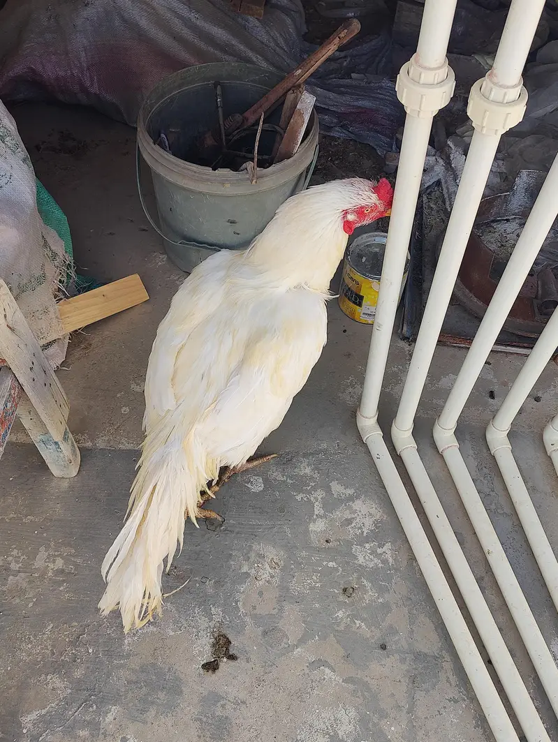 assel Heera murgha — photo 5
