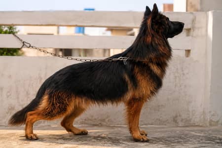 German shepherd Male 03134111831