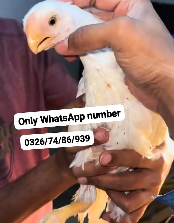 2 month Indian parrot Beak female for sale — photo 2