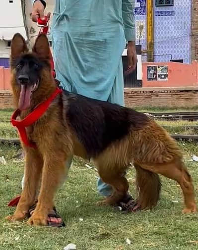German shepherd female  dog for sale