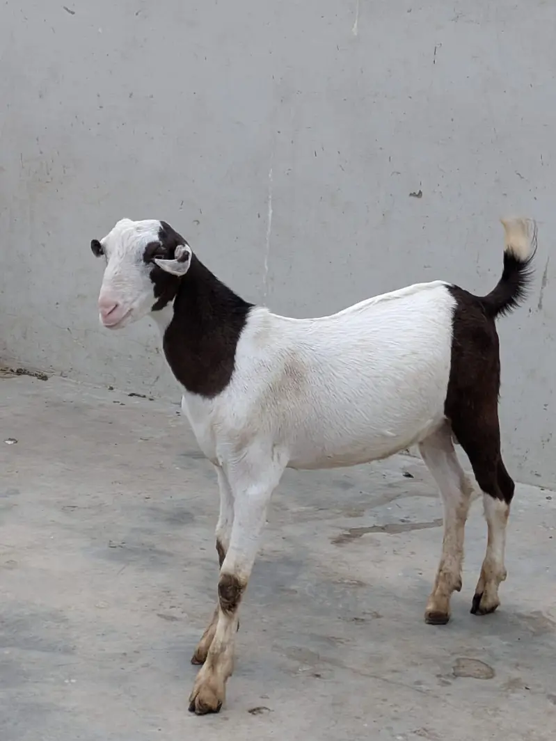 Beautiful Abluk Tedda — photo 3