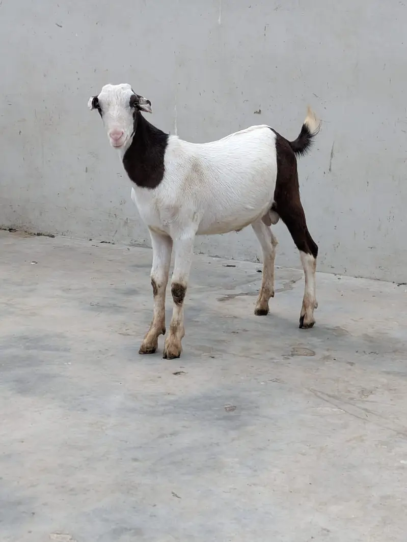 Beautiful Abluk Tedda — photo 5