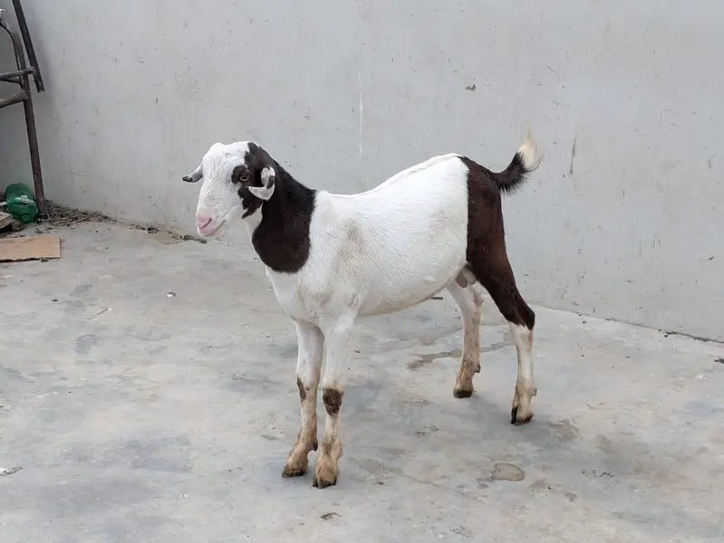 Beautiful Abluk Tedda — photo 6
