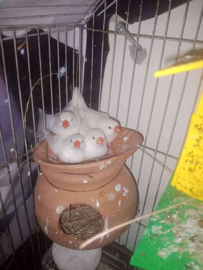 khan