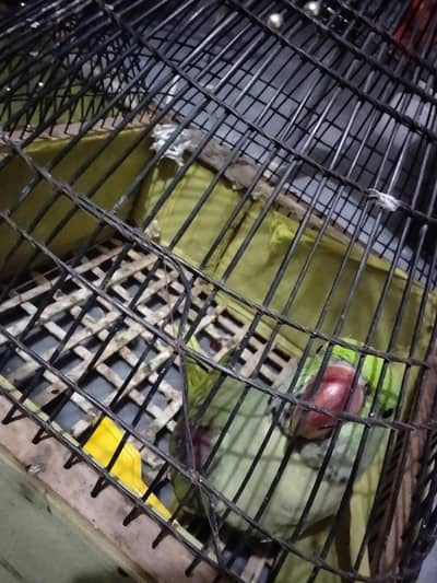Raw parrot Home Bread sale