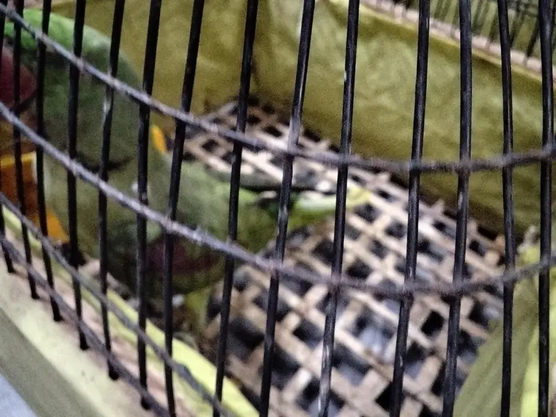 Raw parrot Home Bread sale — photo 2