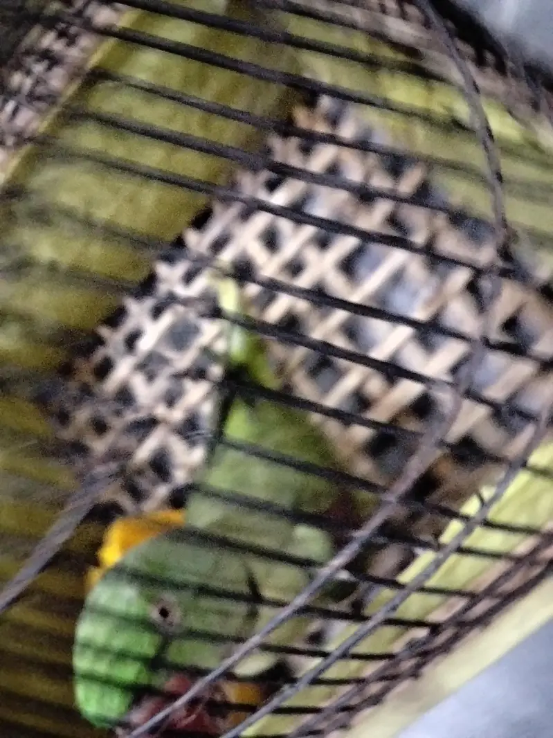 Raw parrot Home Bread sale — photo 3
