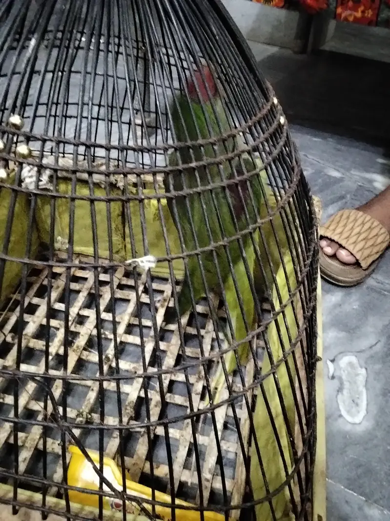 Raw parrot Home Bread sale — photo 4