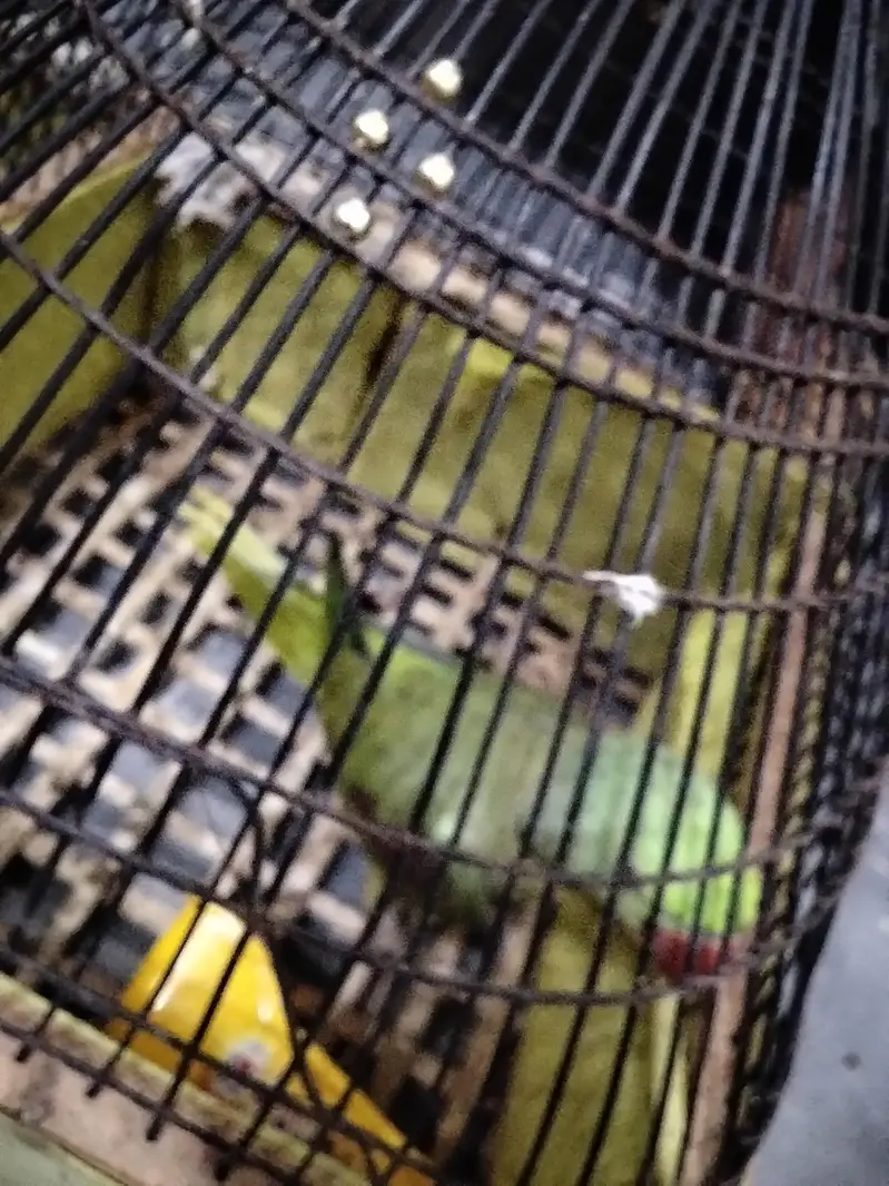 Raw parrot Home Bread sale — photo 5