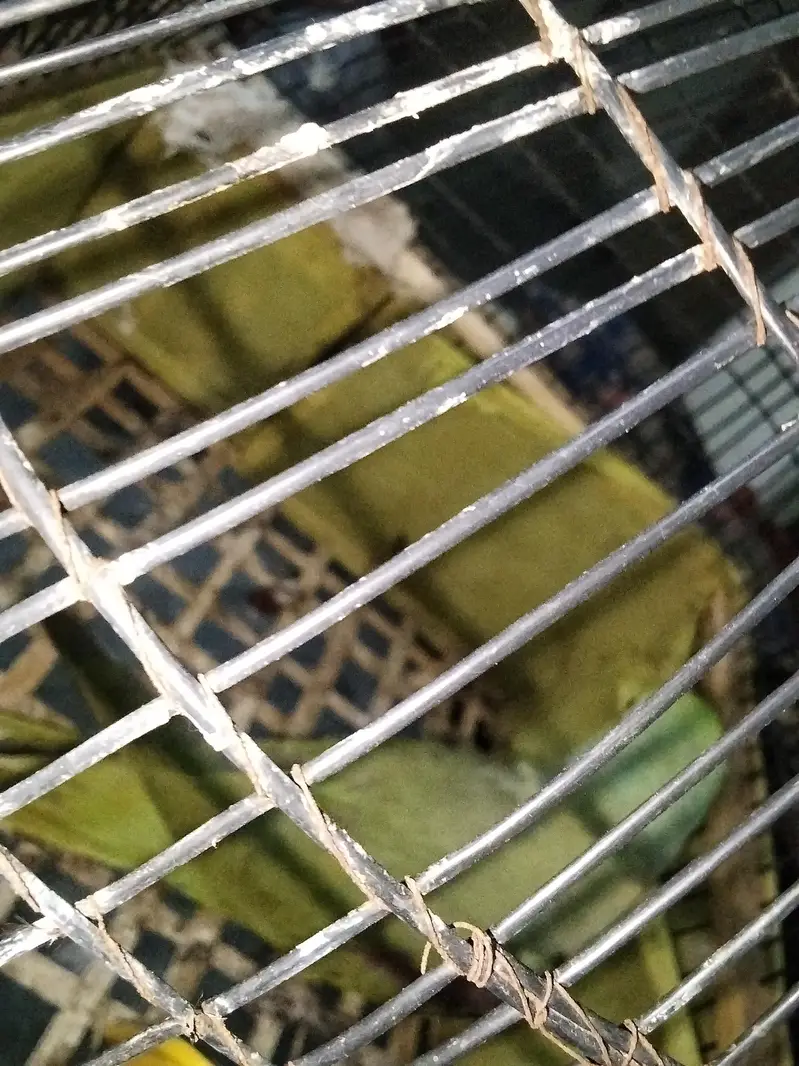 Raw parrot Home Bread sale — photo 6