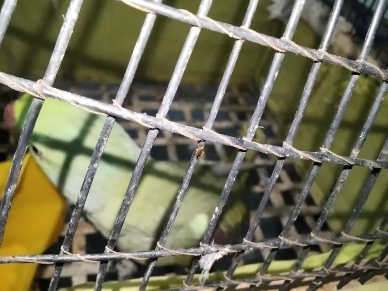 Raw parrot Home Bread sale — photo 7