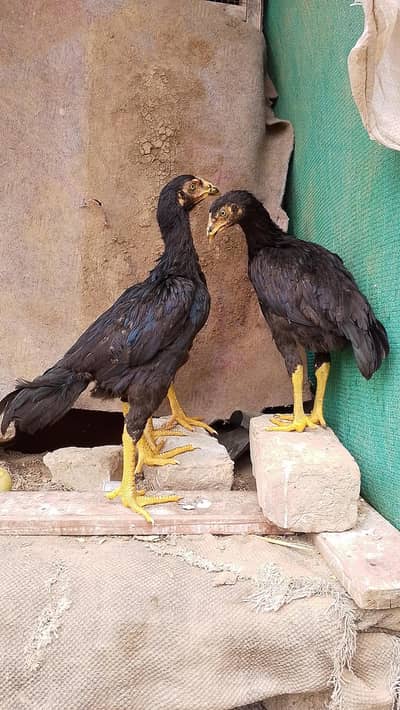 LASANI BREED LASANI MUSHKI BREED.