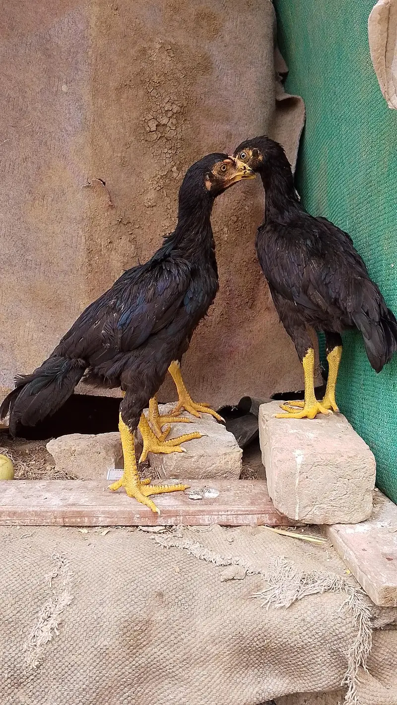 LASANI BREED LASANI MUSHKI BREED. — photo 2