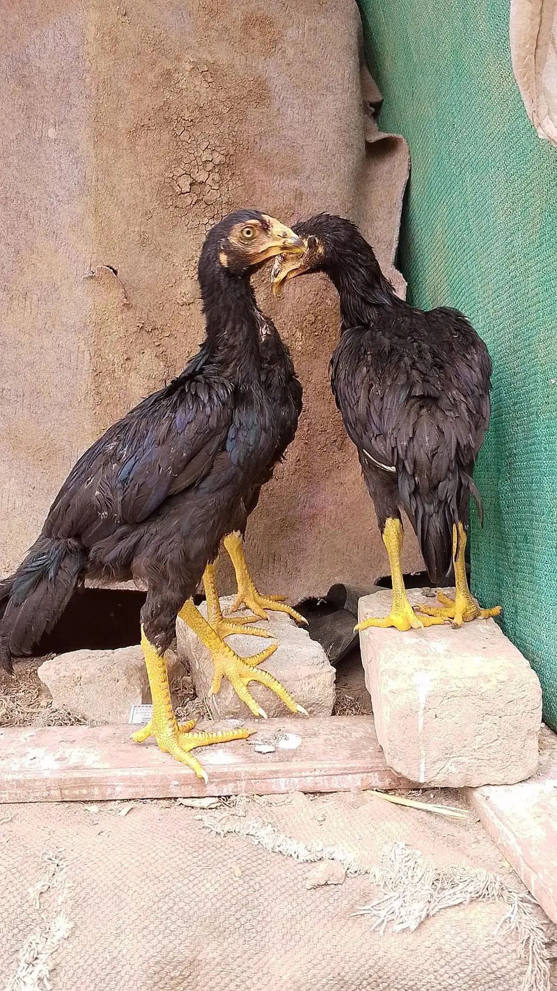 LASANI BREED LASANI MUSHKI BREED. — photo 3