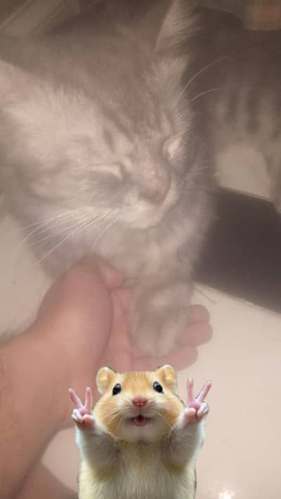 Persian British cat