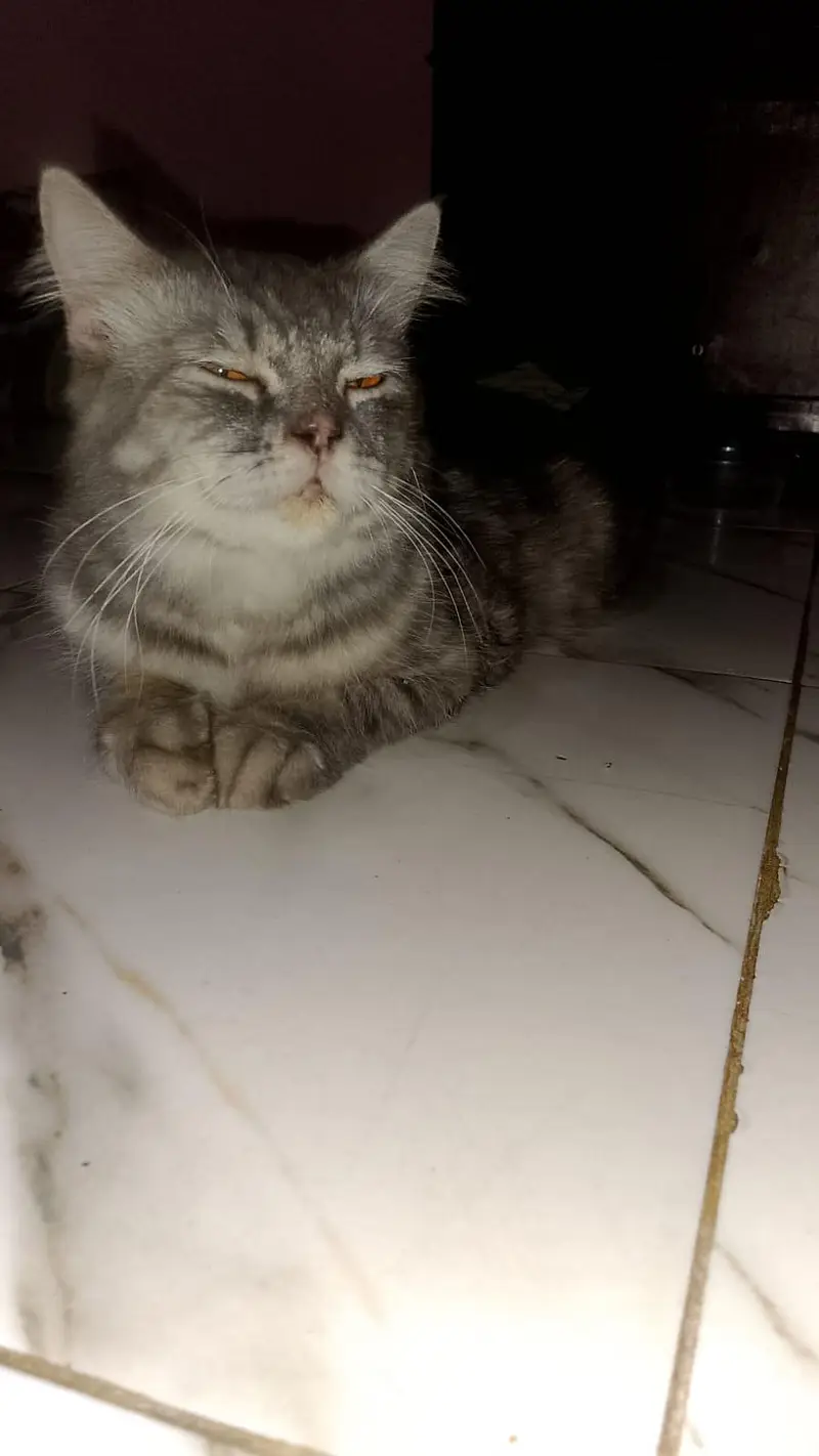 Persian British cat — photo 2