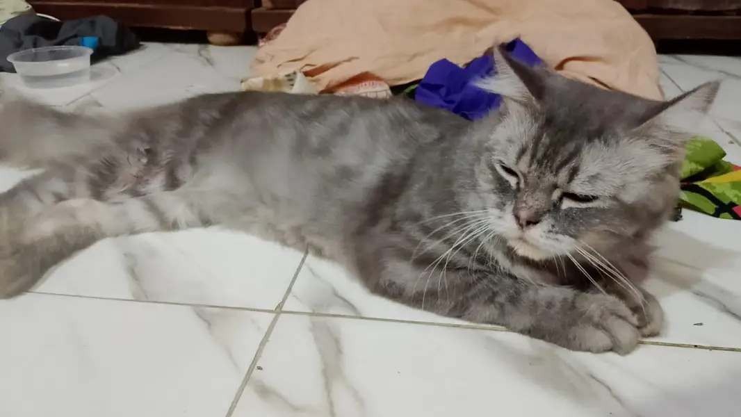 Persian British cat — photo 3