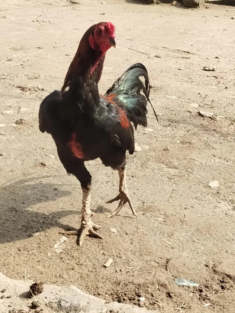 achi quwalti Thai bareed — photo 2