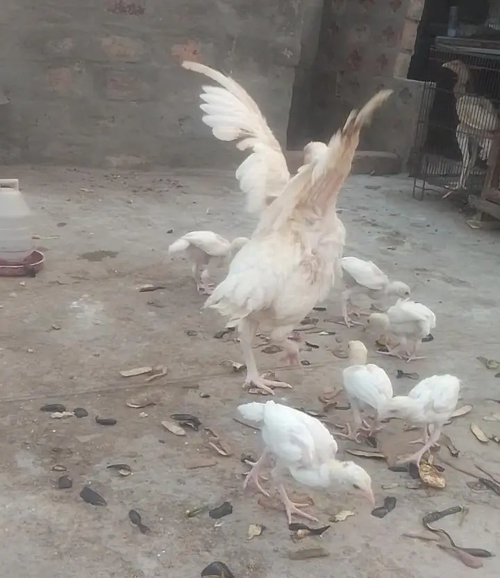 Top Quality Heera Breed Chick — photo 3
