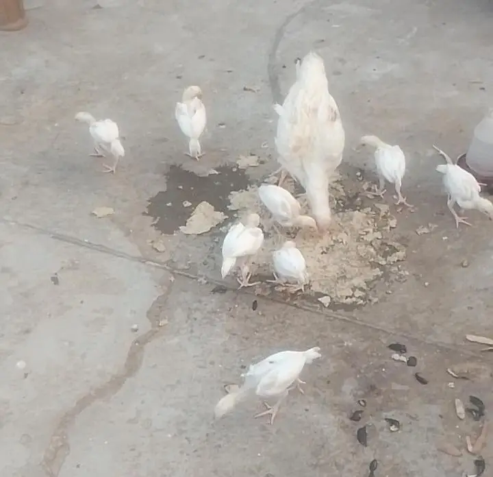 Top Quality Heera Breed Chick — photo 11