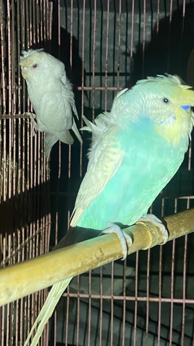 Frill back budgie pair — photo 3