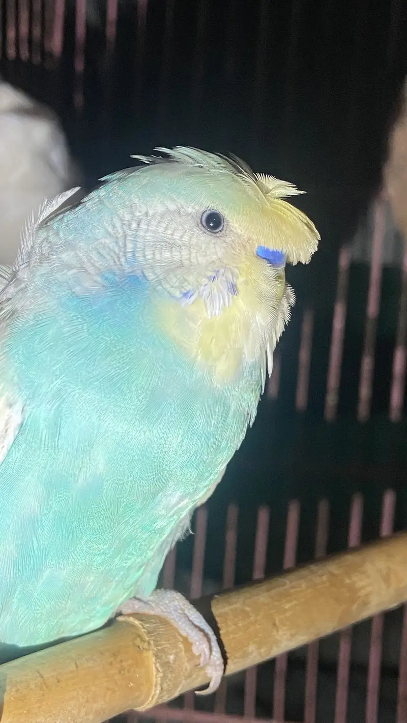 Frill back budgie pair — photo 4